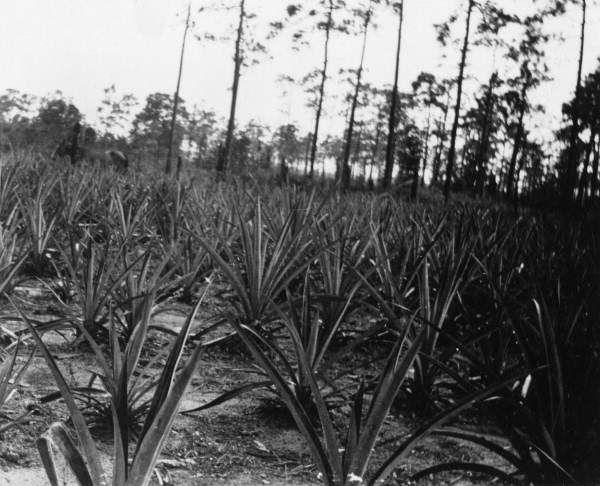 Pineapple grove in Florida.
