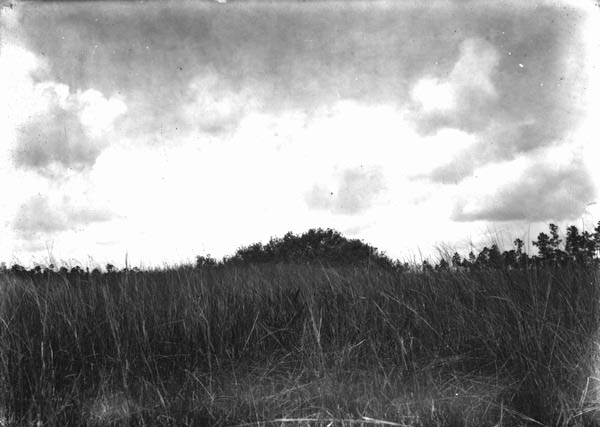 Long Key prairie