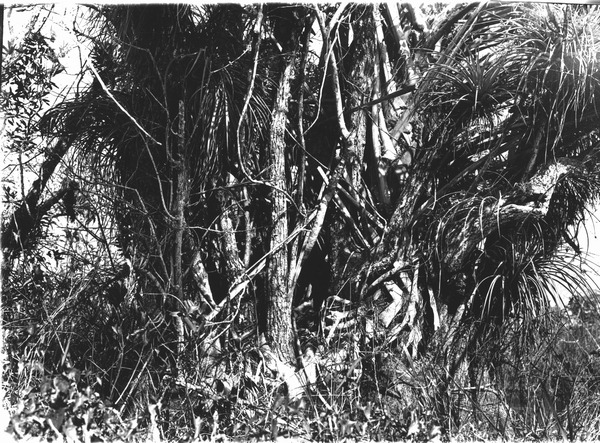 Epiphytes