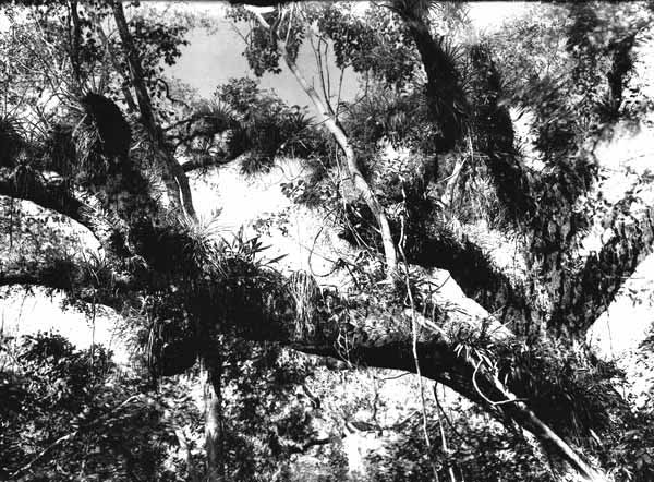 Epiphytes