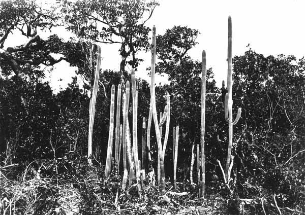 Cephalocereus keyensis growing in hammock