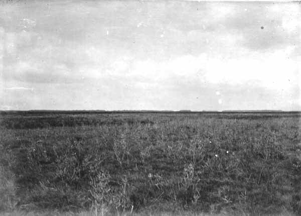 Prairies with hammocks in the distance