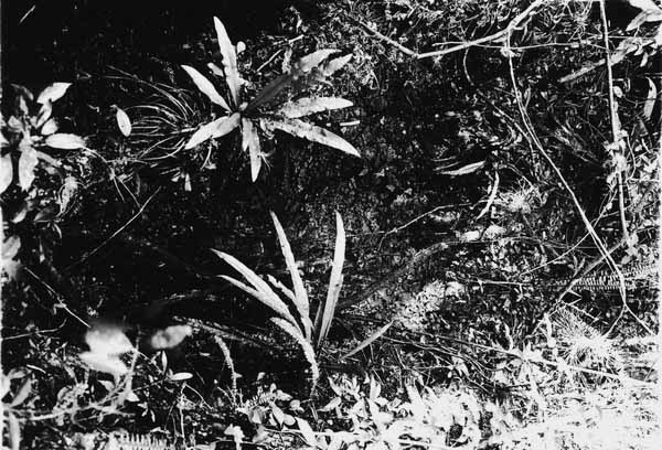 Plants