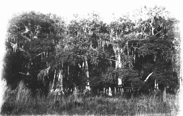 Shore of Lake Okeechobee with dense stand of bald cypress