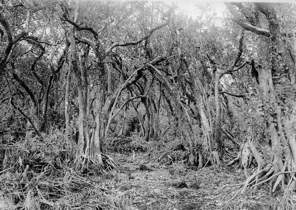 Dense hammock of Annona glabra