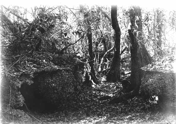 Bobcat den.