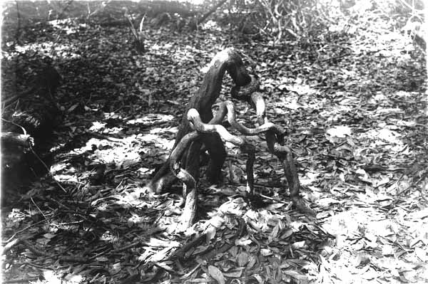 Root of Annona glabra