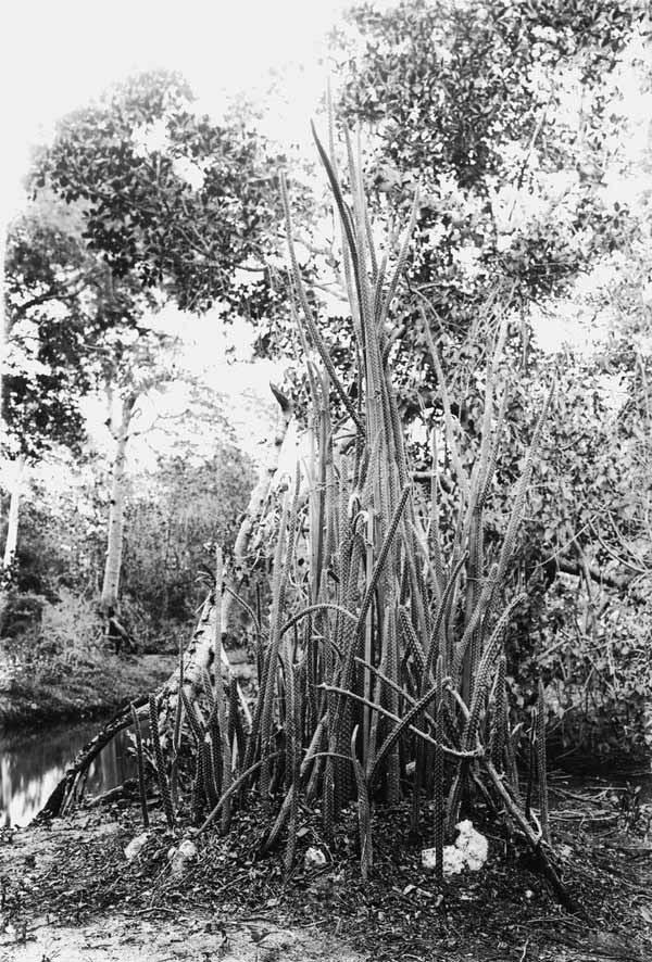 Harrisia