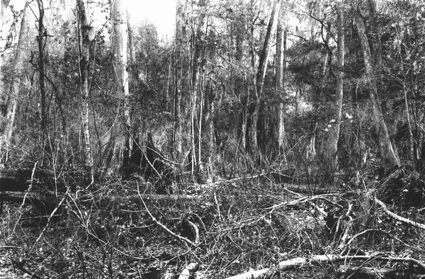 Fern grotto and Taxodium swamp