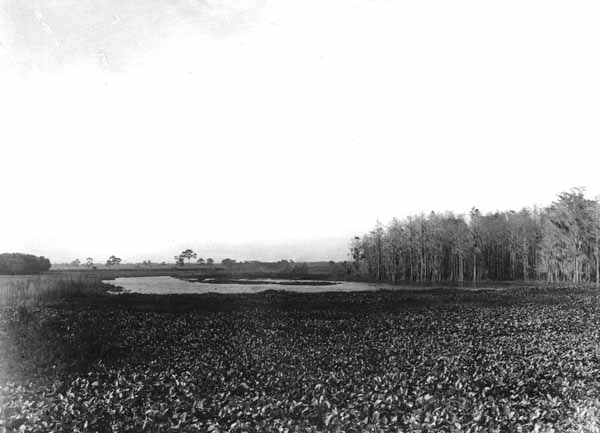 Water hyacinth in creek