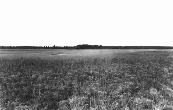 Prairies