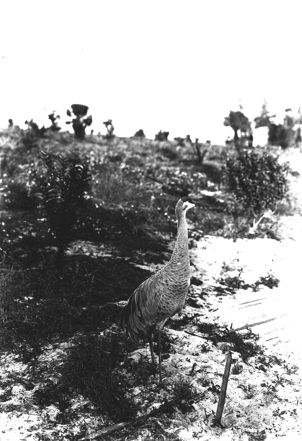 Pet Sandhill crane