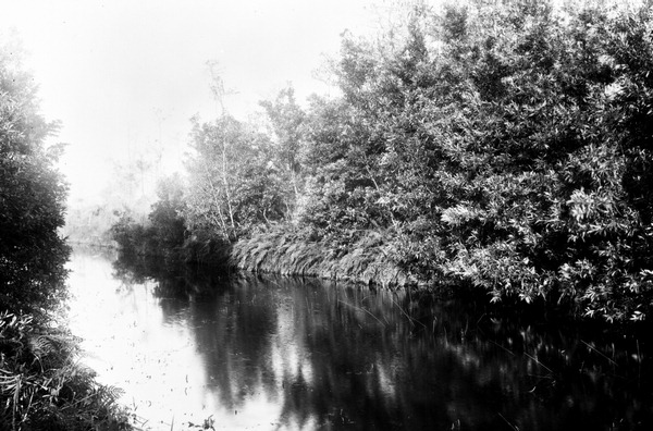 Trees