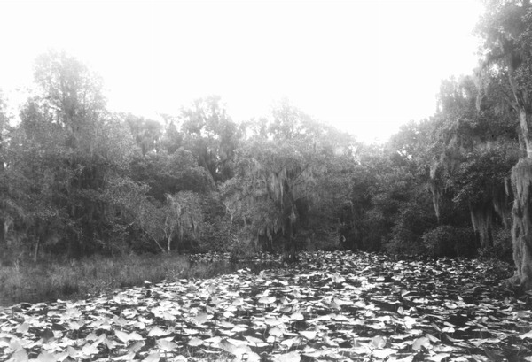 Hammock covered with Nymphaea advena