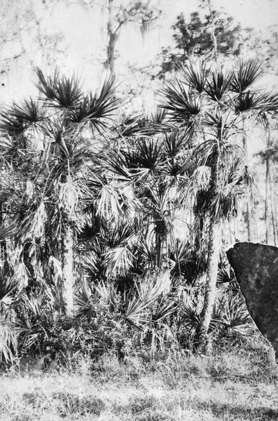 Saw-palmetto growing erect