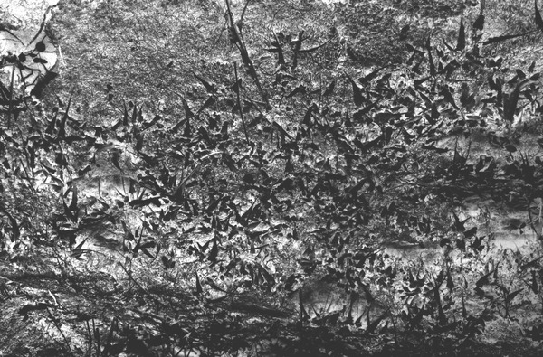 Dense growth of small plants