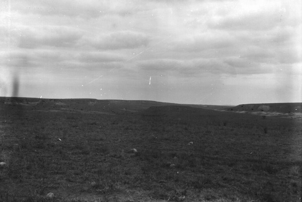Open grassland