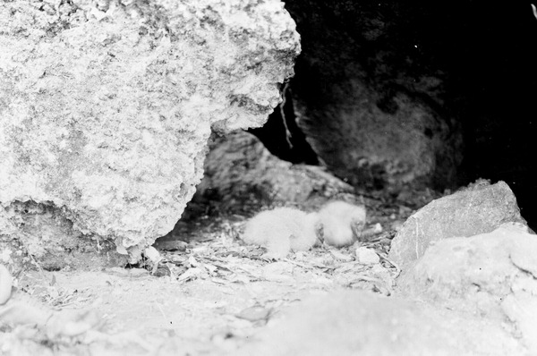 Young black vultures