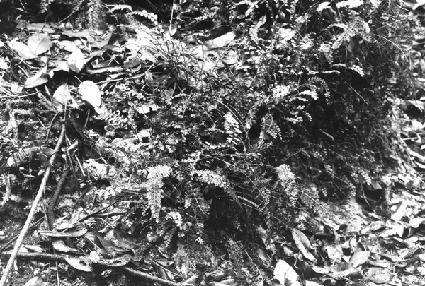 Ferns