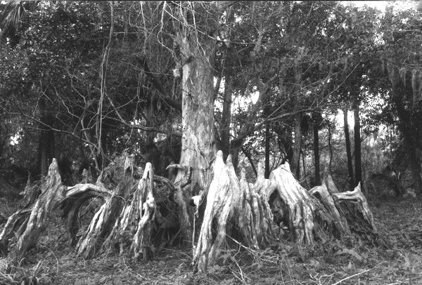 Small bald cypress