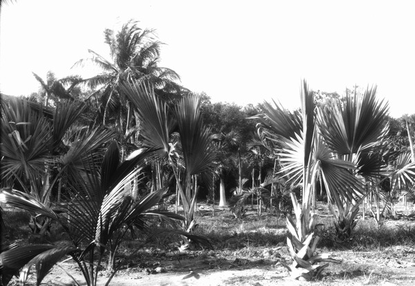 Numerous palms