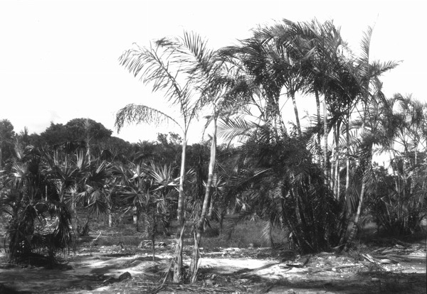 Palms