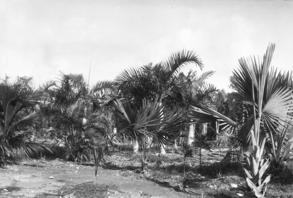 Palms