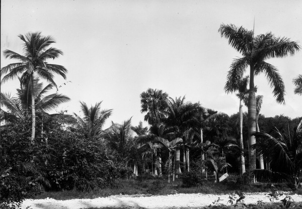 Palms