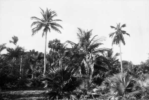 Palms