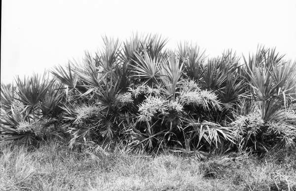 Saw-palmetto in flower