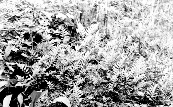Native ferns
