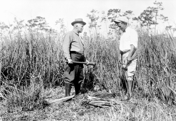 Charles A. Mosier and A. Schultz collecting iris albispiritus