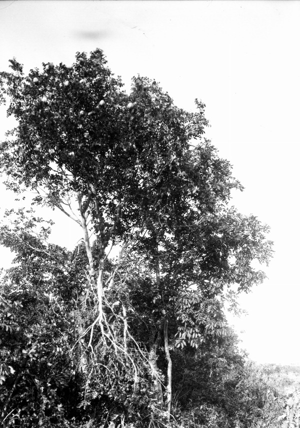 Trees