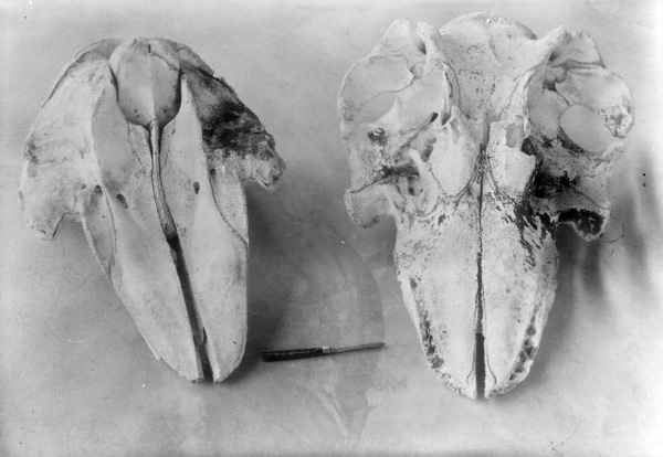 Animal skulls