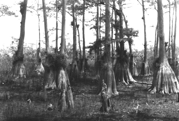 Group of bald cypress