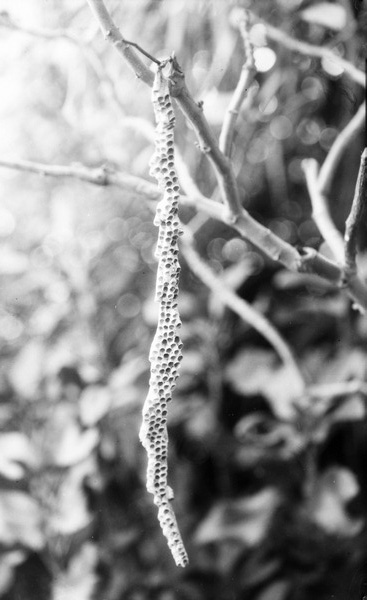 Elongated wasp's nest