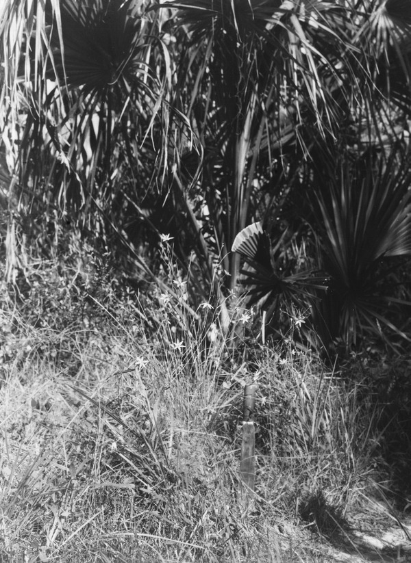 Nemastylis floridana