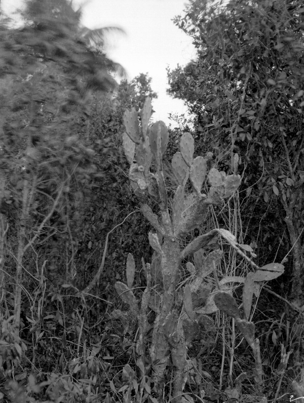 Opuntia keyensis