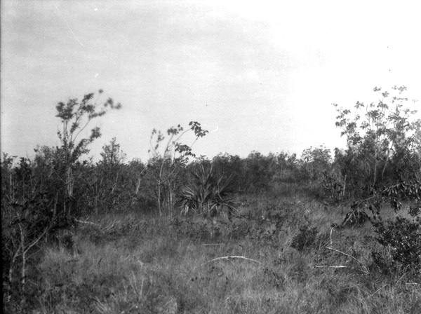 Prairie