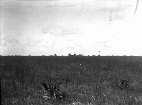 Prairie