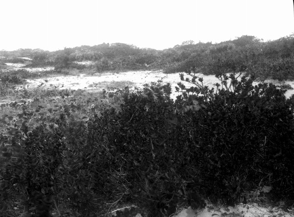 Plants