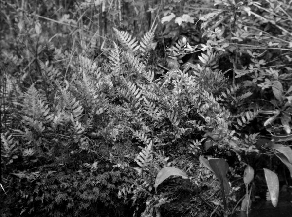 Ferns