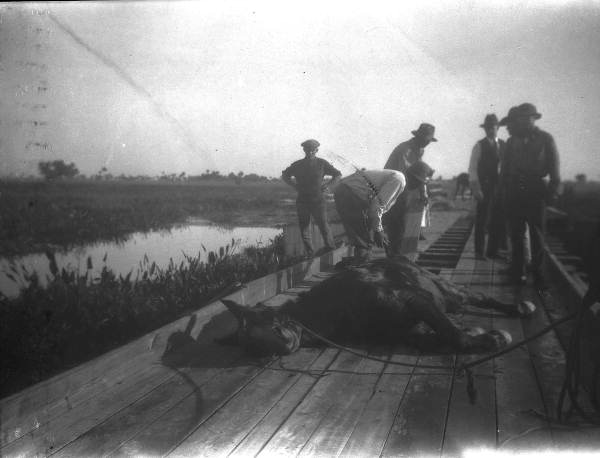Men trying to raise exhausted mule