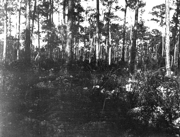 Pinelands