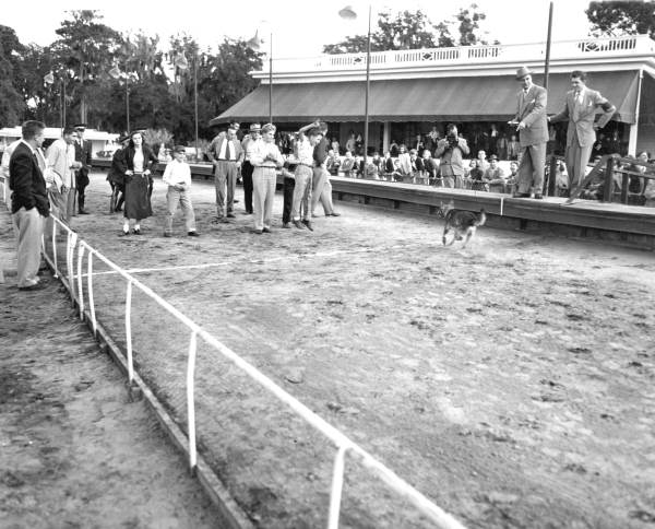 Boy jumping in excitement while dog crosses finish line at the dog race.