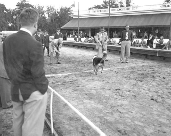 Dog racing near the grandstand