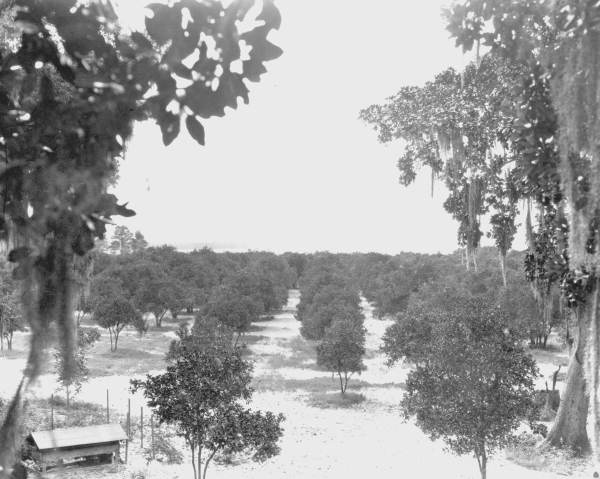 Orange trees in Jacksonville.
