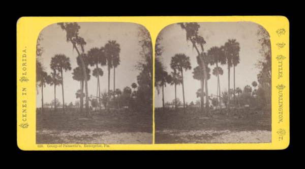 Group of Palmetto's, Enterprise, Florida.