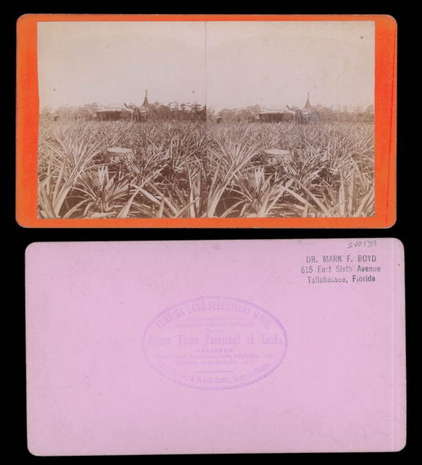 Field of pineapples