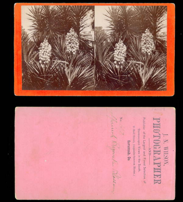Spanish Bayonet in blossom